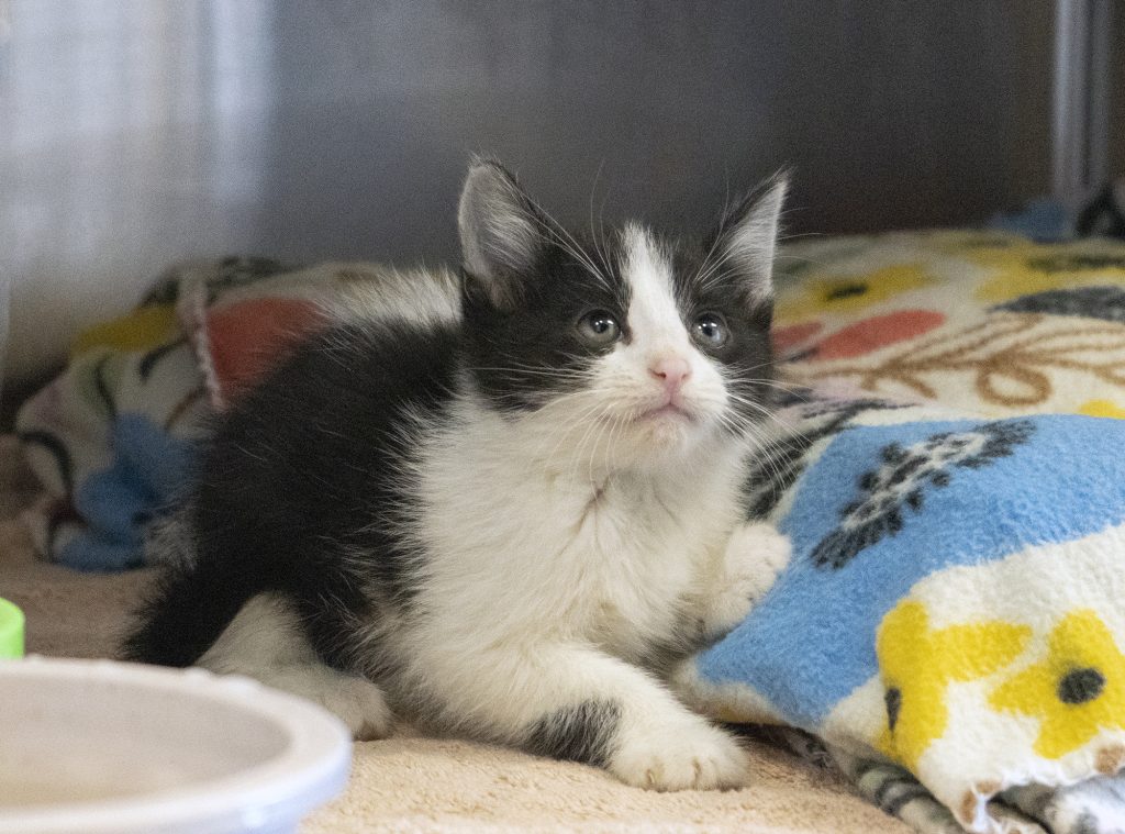 A kitten is pictured at the Cedar City Animal Adoption Shelter, Cedar City, Oct. 25, 2022. Kitten season is arriving early this year, prompted by a milder winter
