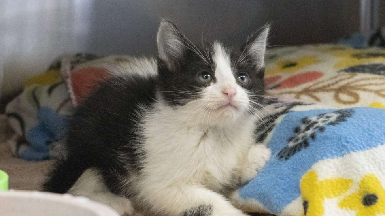 A kitten is pictured at the Cedar City Animal Adoption Shelter, Cedar City, Oct. 25, 2022. Kitten season is arriving early this year, prompted by a milder winter