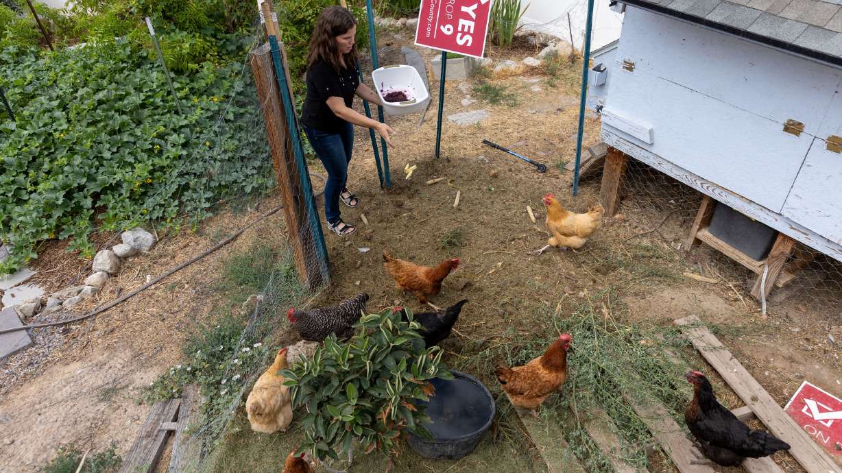 Carolyn Cox feeds the family's chickens in her backyard in Lindon Aug. 6, 2022. Officials in Washington Terrace and South Ogden are mulling the possibility of allowing backyard chickens.