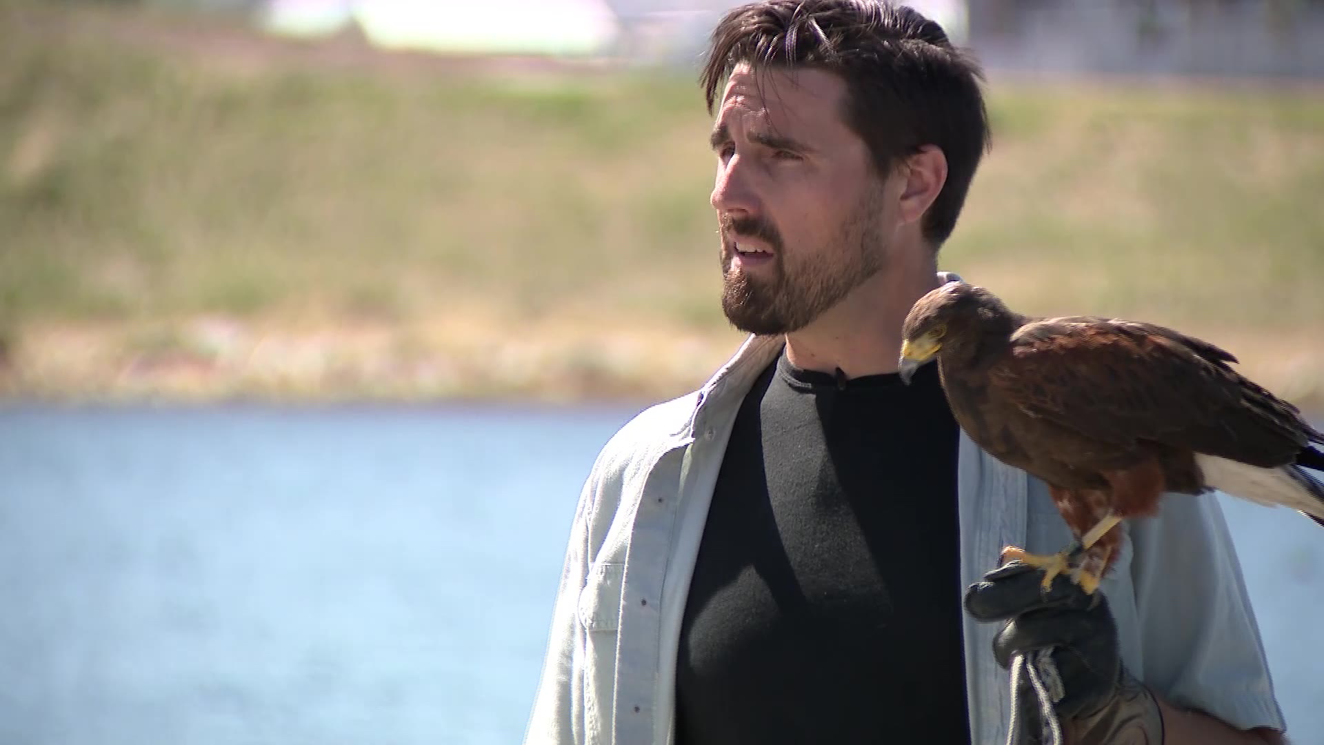 Niko the Harris Hawk and Nicholas Harris, an abatement falconer talk to KSL at Oquirrh Lake in South Jordan. The hawk will help with the increasing duck population at the lake.