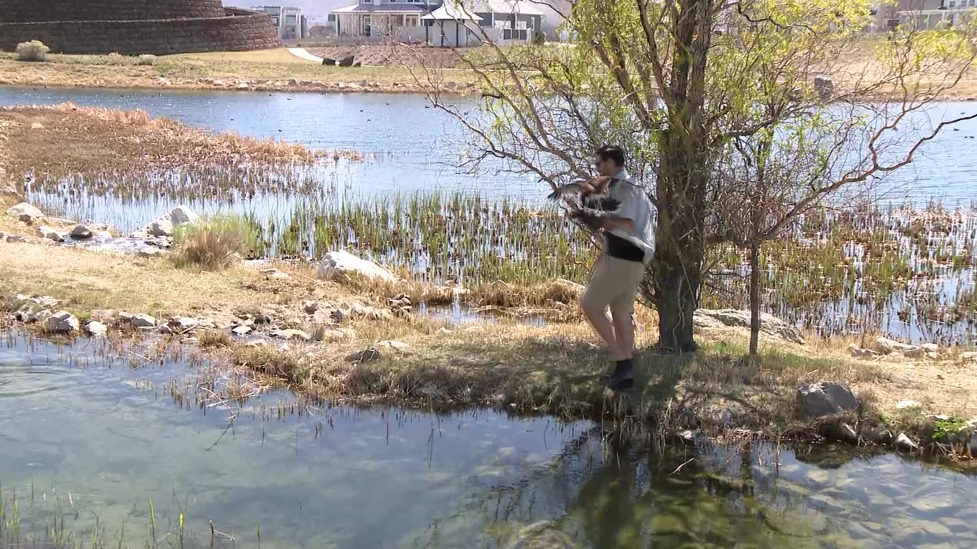 Niko the Harris Hawk and Nicholas Harris, an abatement falconer, patrol the shoreline at Oquirrh Lake in South Jordan.