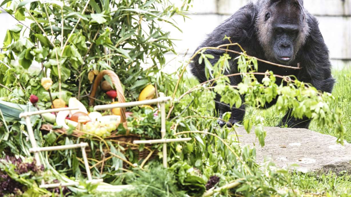 Fatou the gorilla celebrates her 67th birthday at Berlin's Zoo, Friday. Berlin's zoo is celebrating the 67th birthday of Fatou the gorilla, its oldest resident, who it believes is also the oldest gorilla in the world.