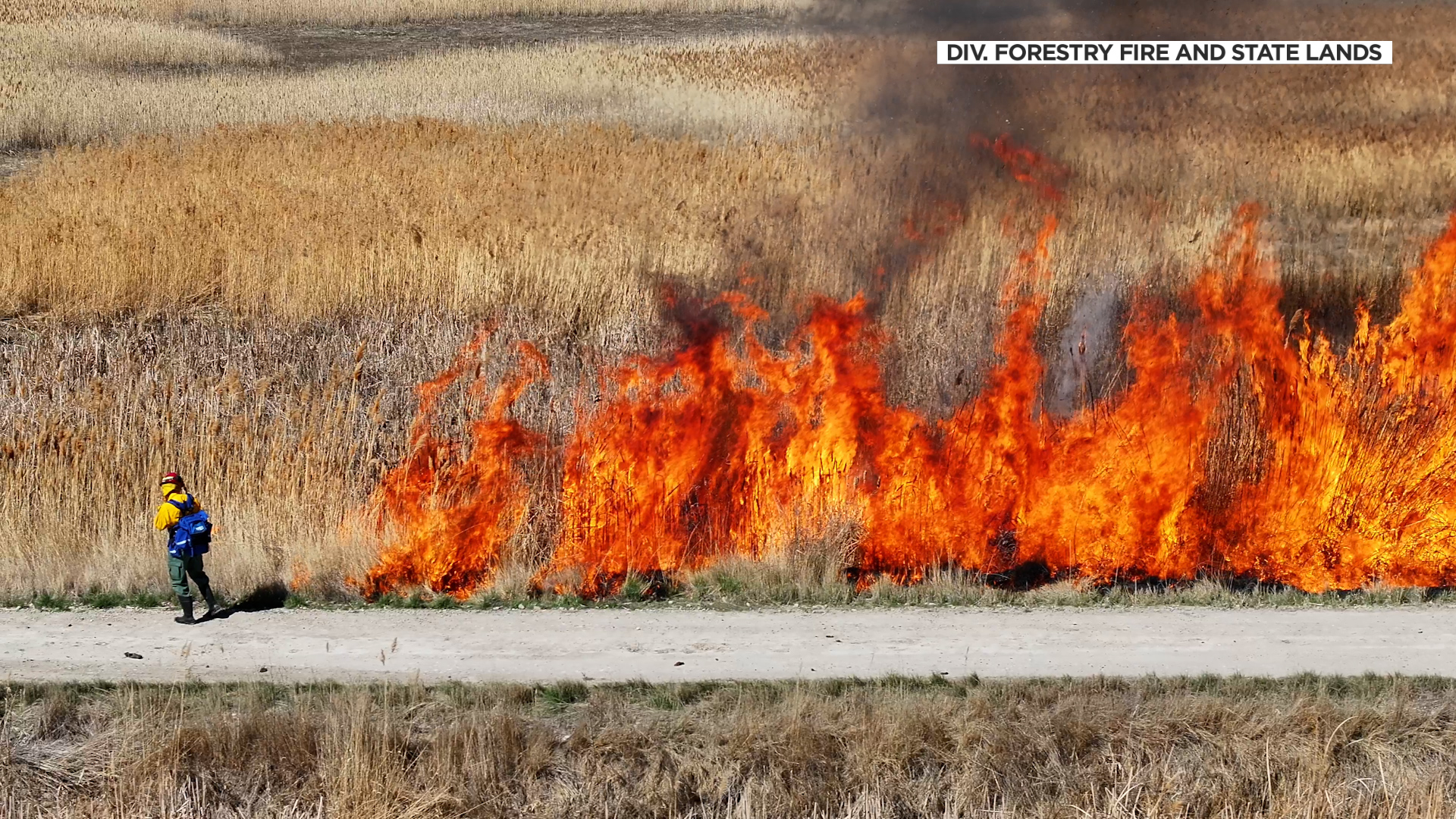 Crews started to burn approximately 2,000 acres of invasive phragmites in the Ogden Bay Wildlife Management Area Friday.