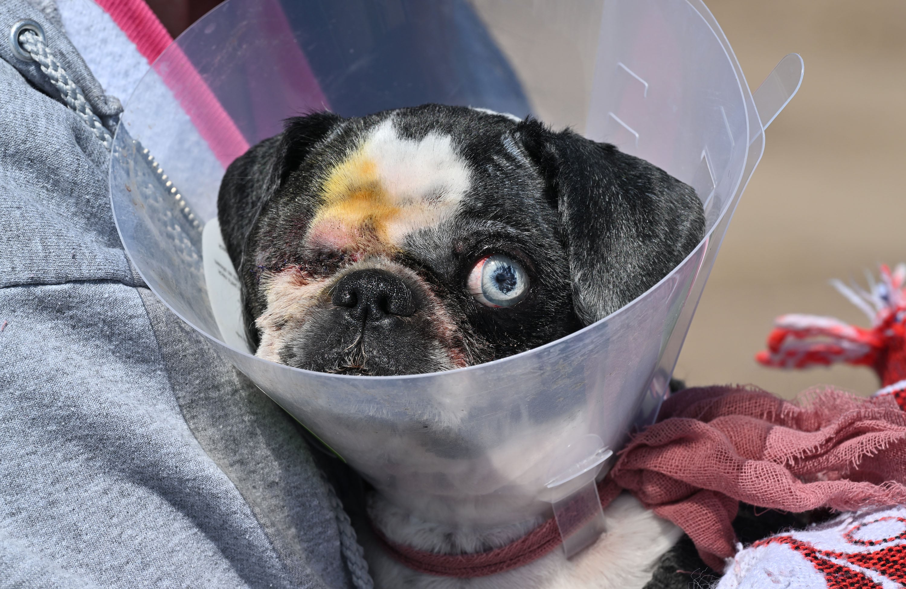 Stacey Nixon, of the South Ogden Animal Shelter, holds a little dog that was hit by a car and ended up losing an eye, on Wednesday.