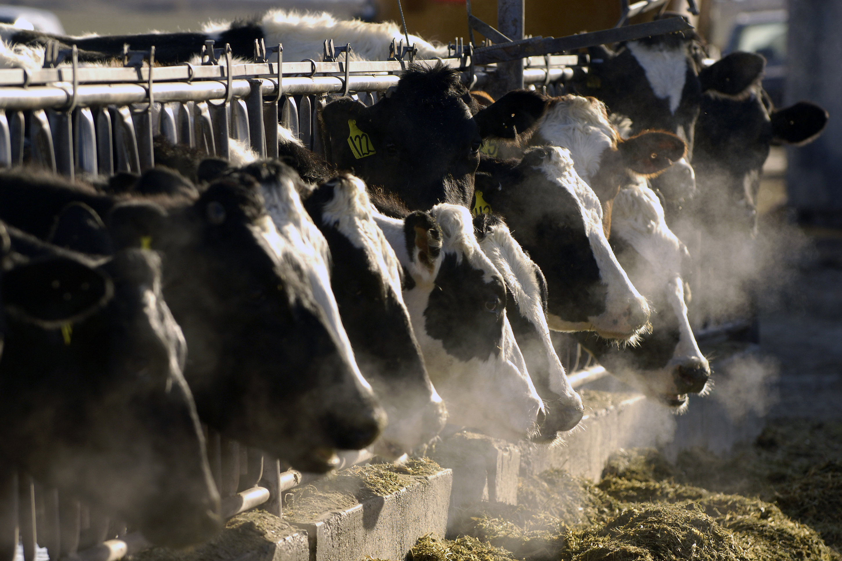 A line of Holstein dairy cows feed through a fence at a dairy farm in Idaho on March 11, 2009. As of Thursday, a strain of the highly pathogenic avian influenza has been found in at least 24 dairy cow herds in eight U.S. states.