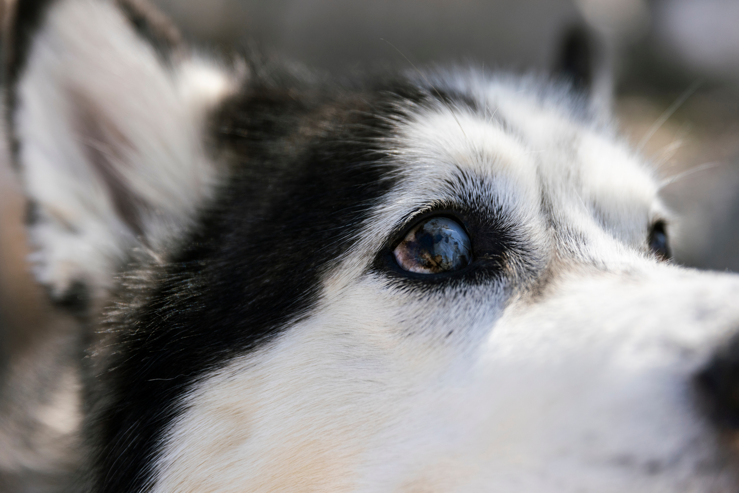 Alan Waldron’s dog, Taz, is pictured at his home in Willard on Friday. Taz is blind in one eye and was rescued by Waldron.