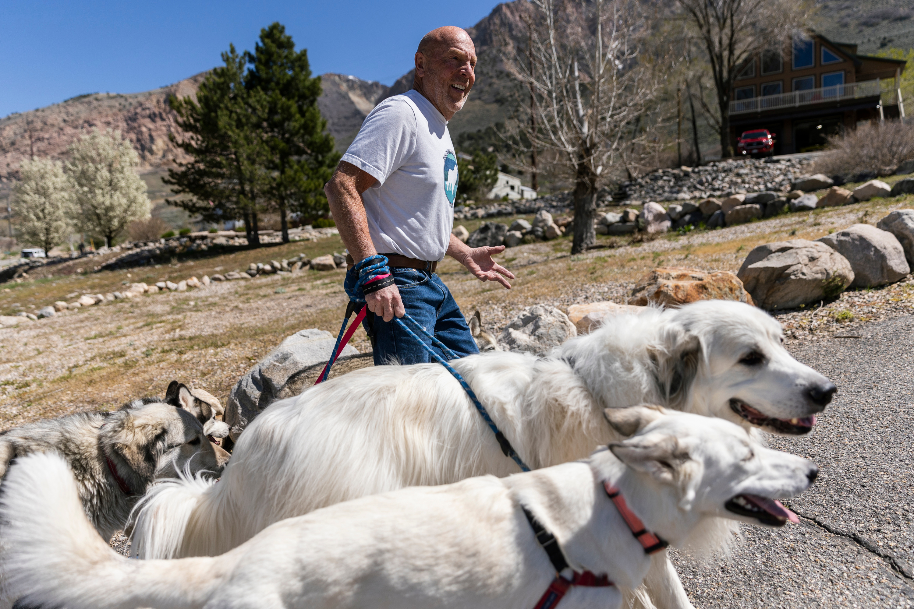 Alan Waldron walks his five dogs, two of which are fostered, outside his home in Willard on Friday. An avid dog lover, Waldron has fostered a number of dogs. “Within a week or two I’ll have them walk on a leash, trained, sleeping through the night, all that,” says Waldron “The first couple of nights are always hard though.”