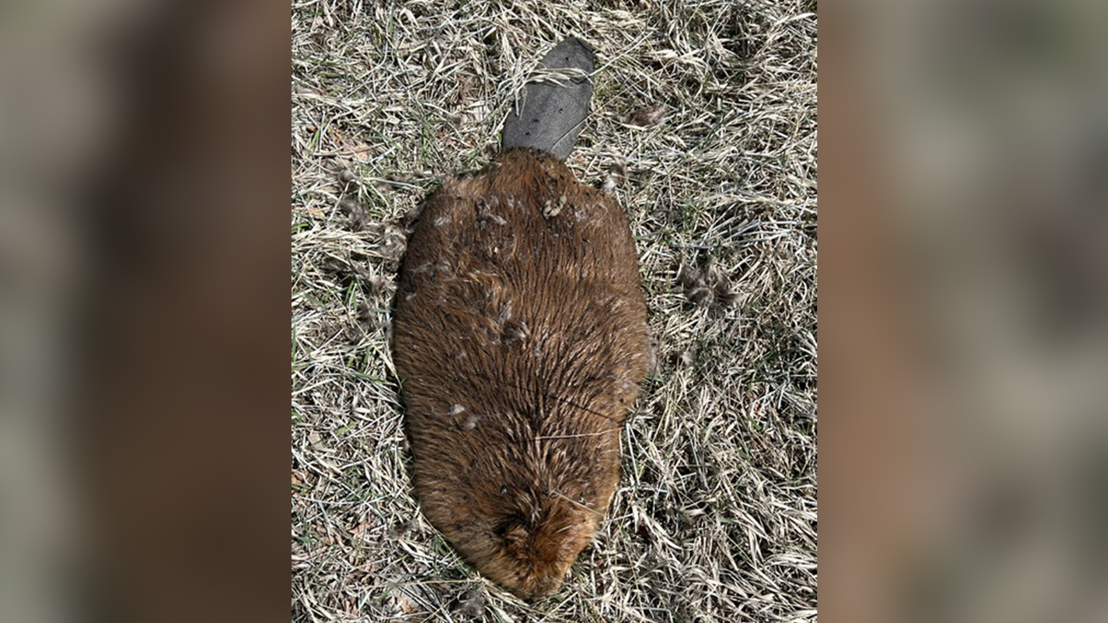 A dead beaver found in Utah on April 9. Utah wildlife officials say that nine beavers and one vole have died in recent weeks from a suspected tularemia outbreak.