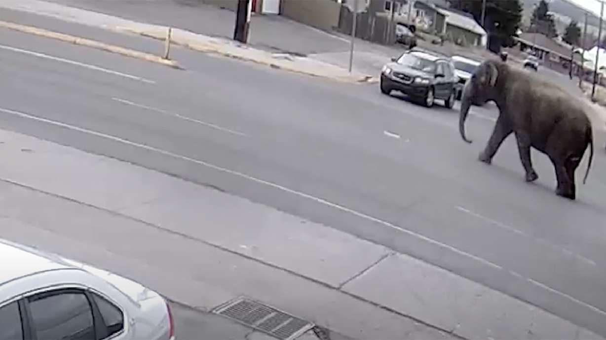 An elephant who escaped the circus is seen walking down the street in Butte, Montana, on Tuesday.