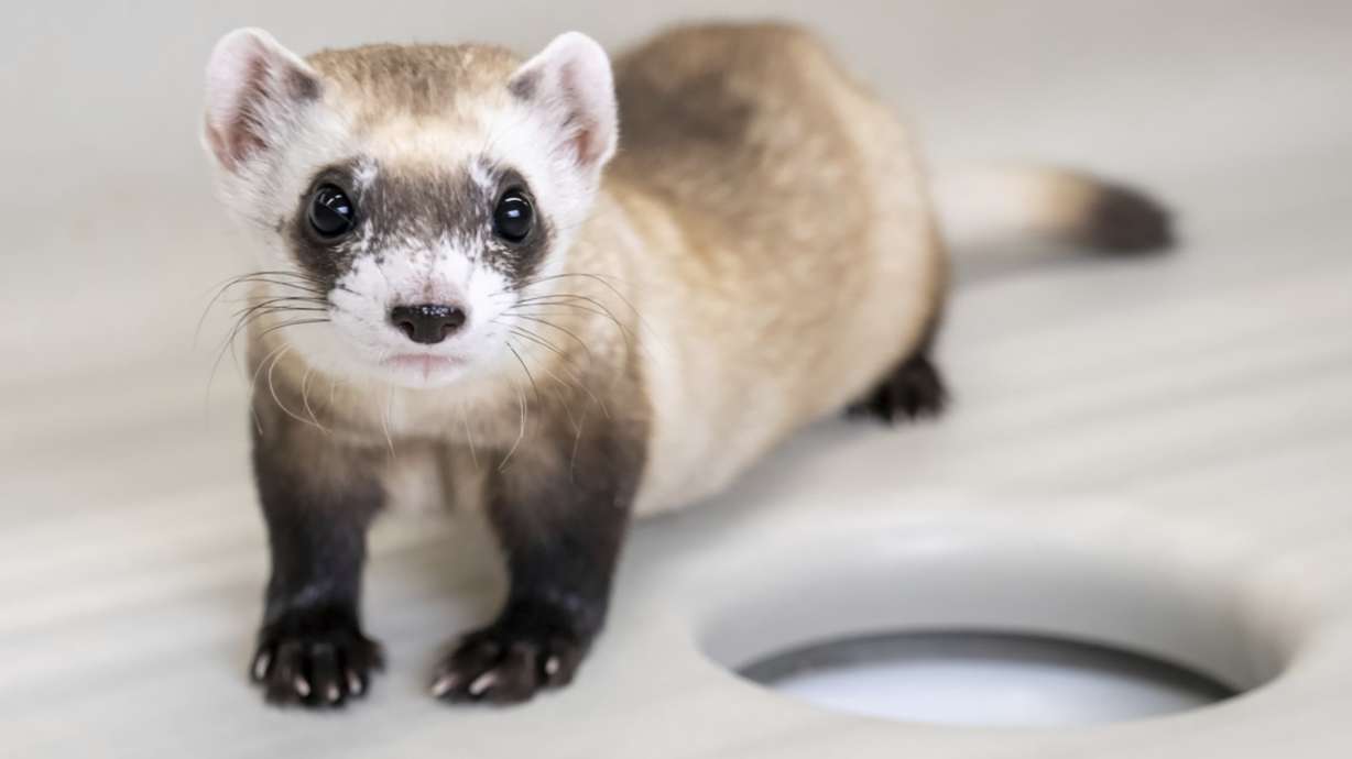 This photo provided by Revive & Restore shows a cloned black-footed ferret named Noreen, Feb. 19, at the National Black-Footed Ferret Conservation Center in Carr, Colo. Two more black-footed ferrets, Noreen and Antonia, have been cloned.