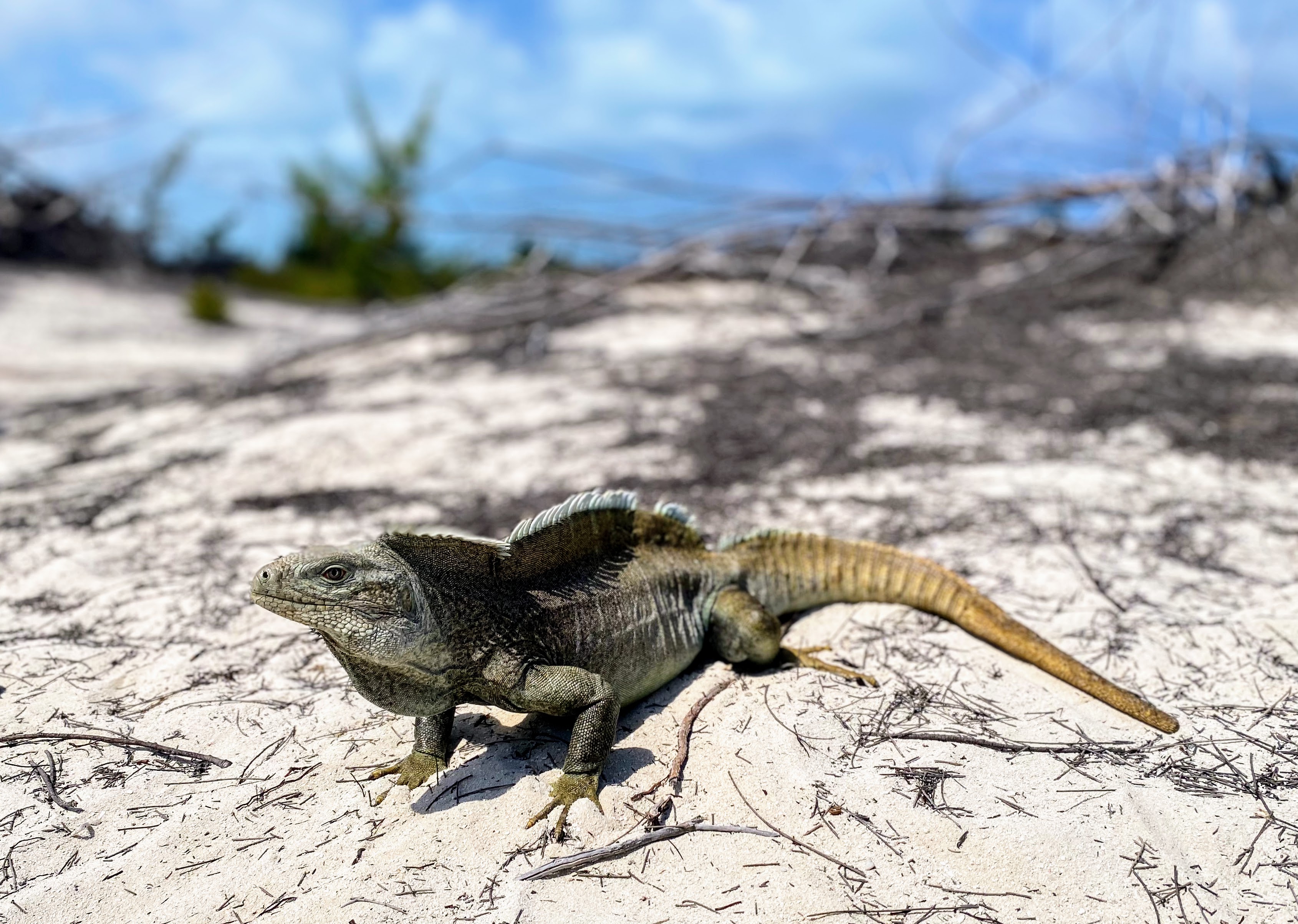 A large iguana on Little Water Cay in Turks and Caicos.