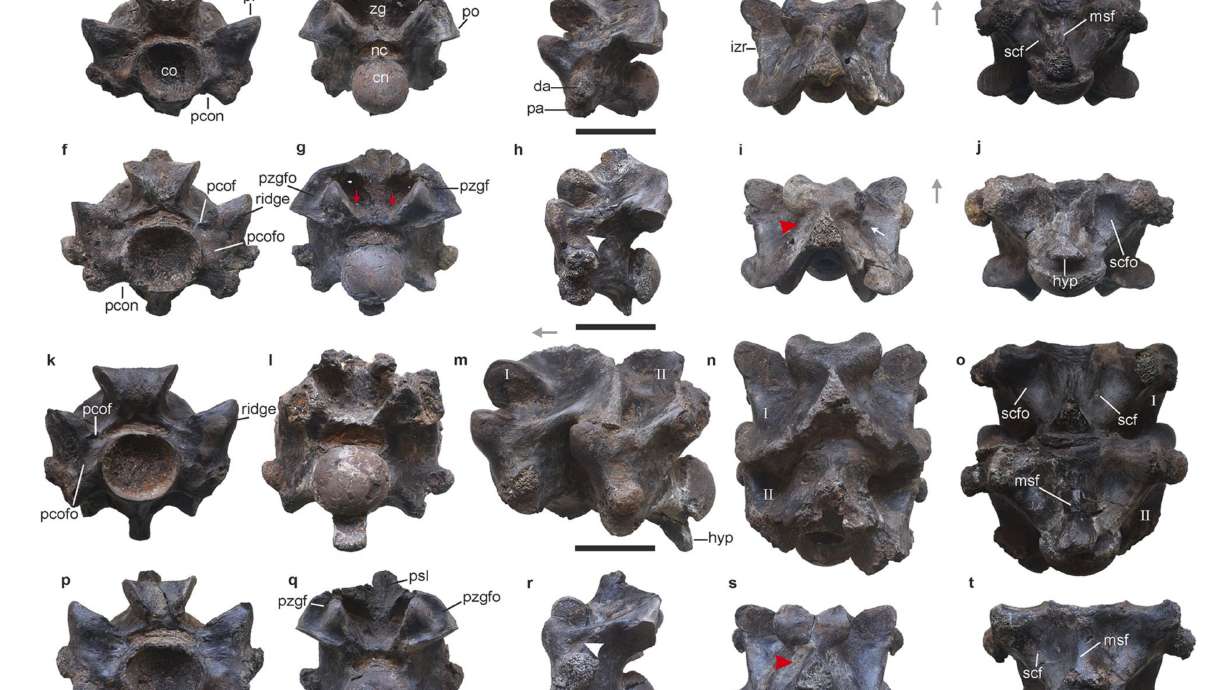 This image shows views of some of the vertebrae of Vasuki indicus, a newly discovered extinct snake from about 47 million years ago, estimated to reach nearly 50 feet long.