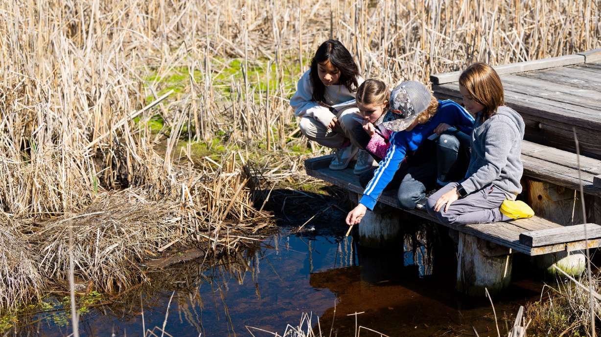 A group of fourth graders look for wildlife and plants in the water during a Wings and Water field trip at the Great Salt Lake Shorelands Preserve in Layton on Thursday. The Great Salt Lake Shorelands Preserve and USU Botanical Center offer the Wings and Water program for fourth graders to connect them with the lake and get a taste of the beauty, birds and other wildlife the 4,500 acres have to offer.