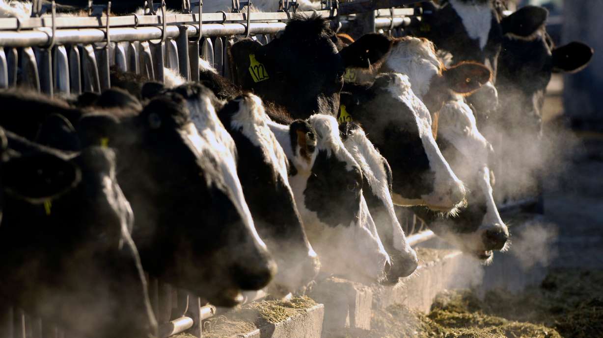A line of Holstein dairy cows feed through a fence at a dairy farm in Idaho on March 11, 2009. As of April 11, a strain of the highly pathogenic avian influenza, or HPAI, that has killed millions of wild birds in recent years has been found in at least 24 dairy cow herds in eight U.S. states: Texas, Kansas, New Mexico, Ohio, Idaho, Michigan, North Carolina and South Dakota.