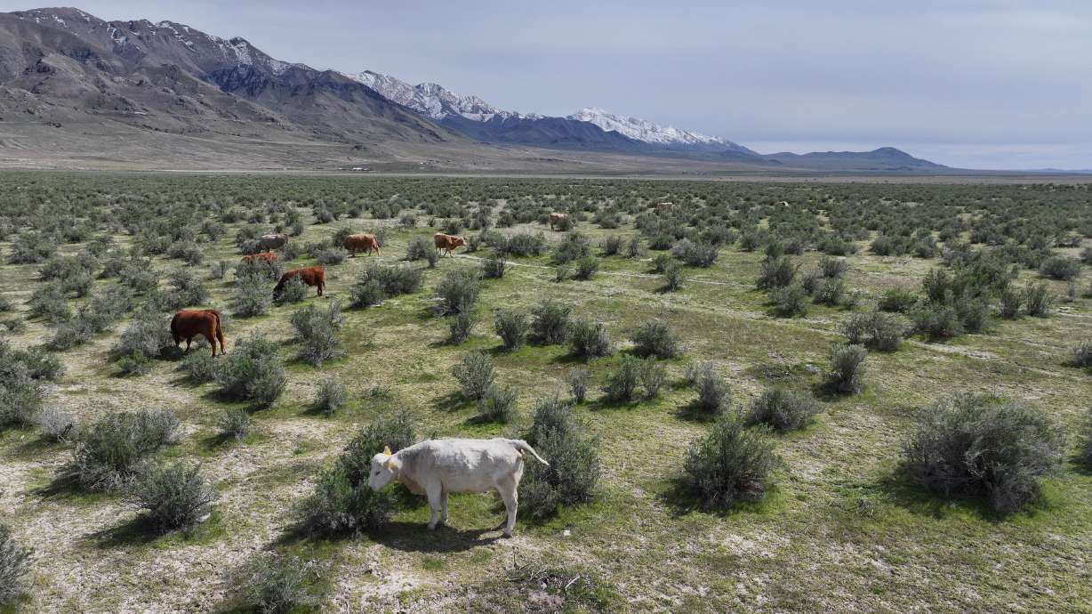Cattle graze on public lands, some of which is managed by the Bureau of Land Management, in Tooele County on Friday.