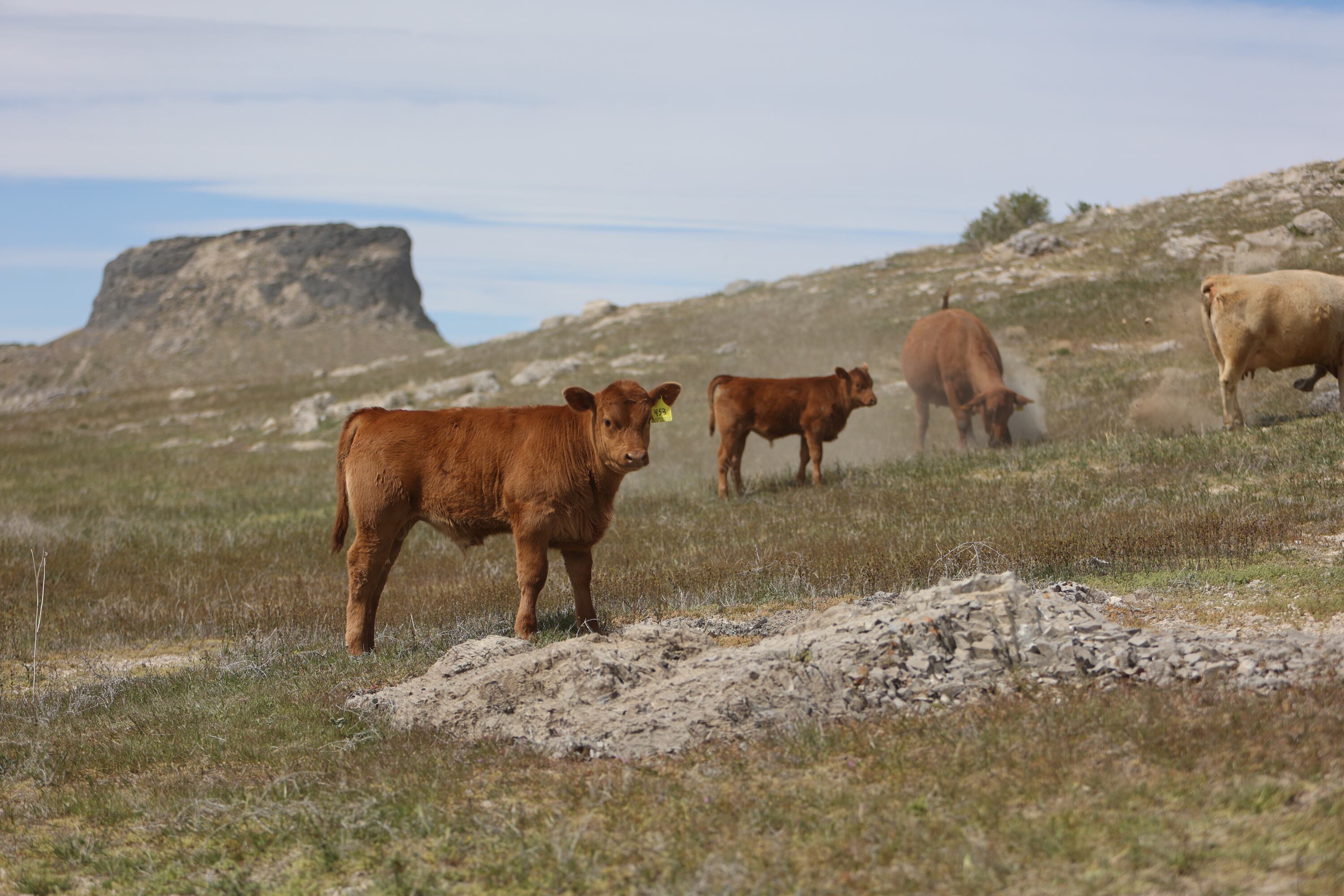 Cattle graze on public lands, some of which is managed by the Bureau of Land Management, in Tooele County on Friday.