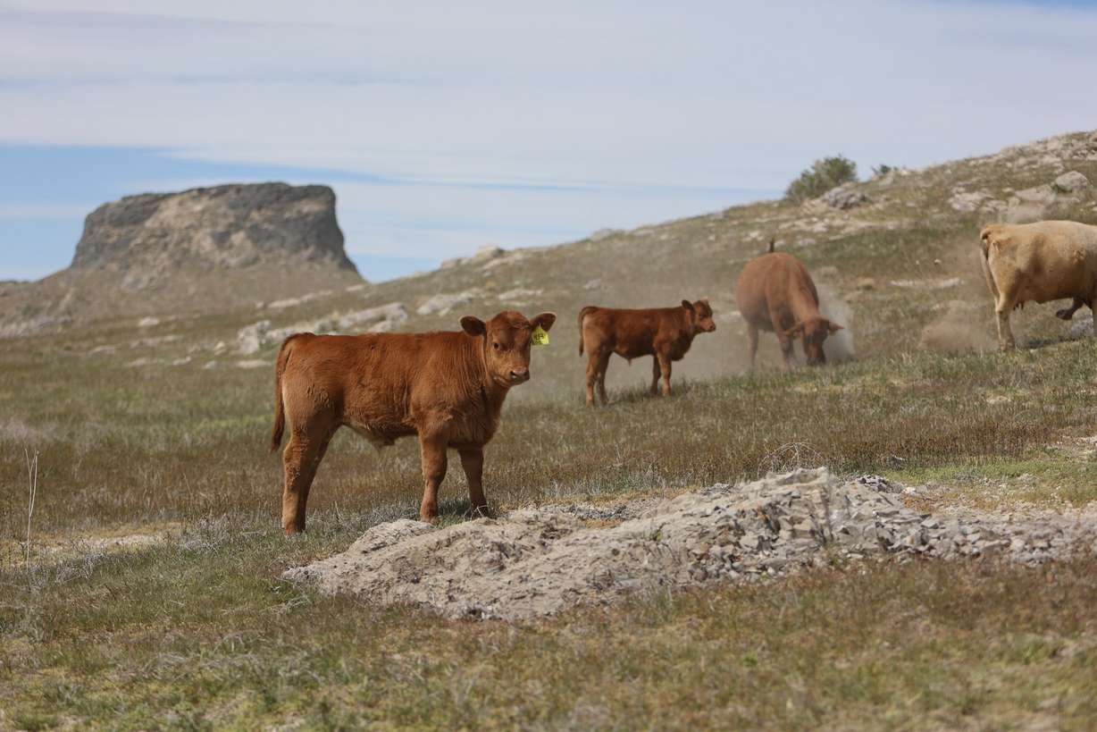 Cattle graze on public lands, some of which is managed by the Bureau of Land Management, in Tooele County on Friday.
