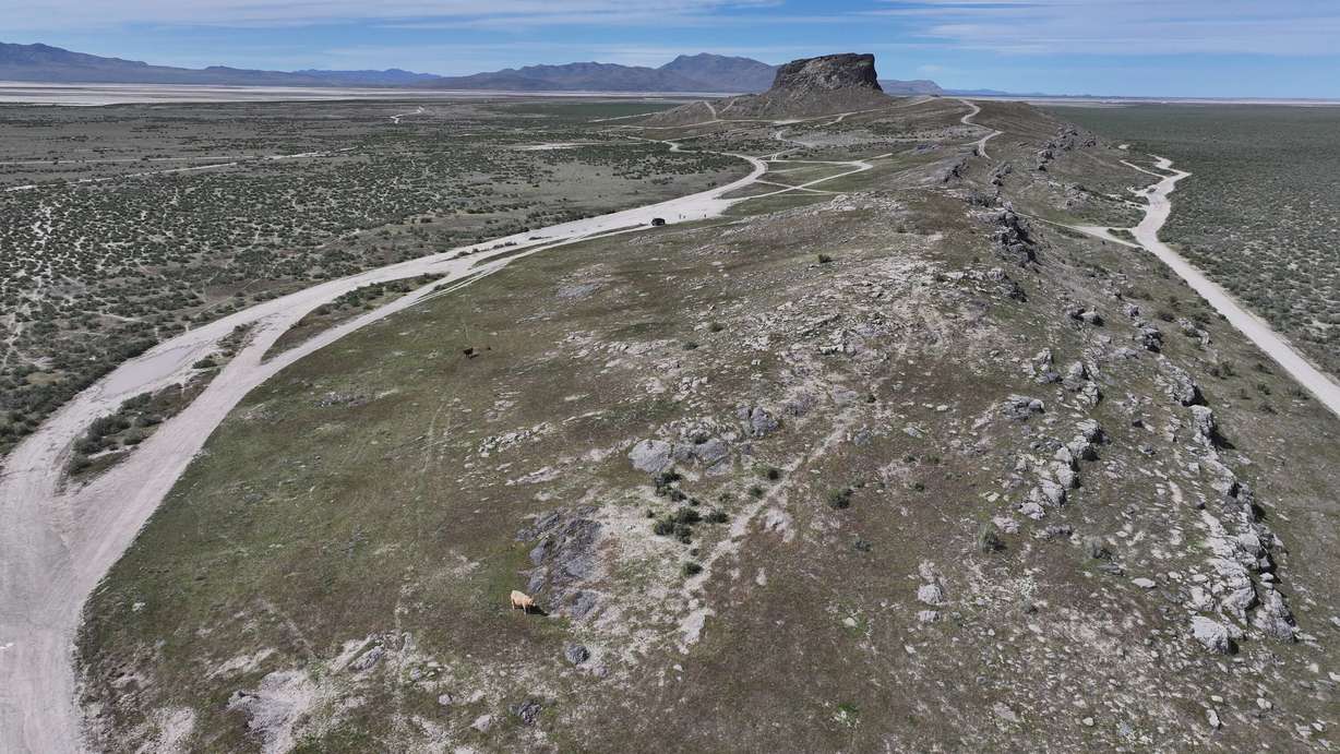 Cattle graze on public lands, some of which is managed by the Bureau of Land Management, in Tooele County on Friday.