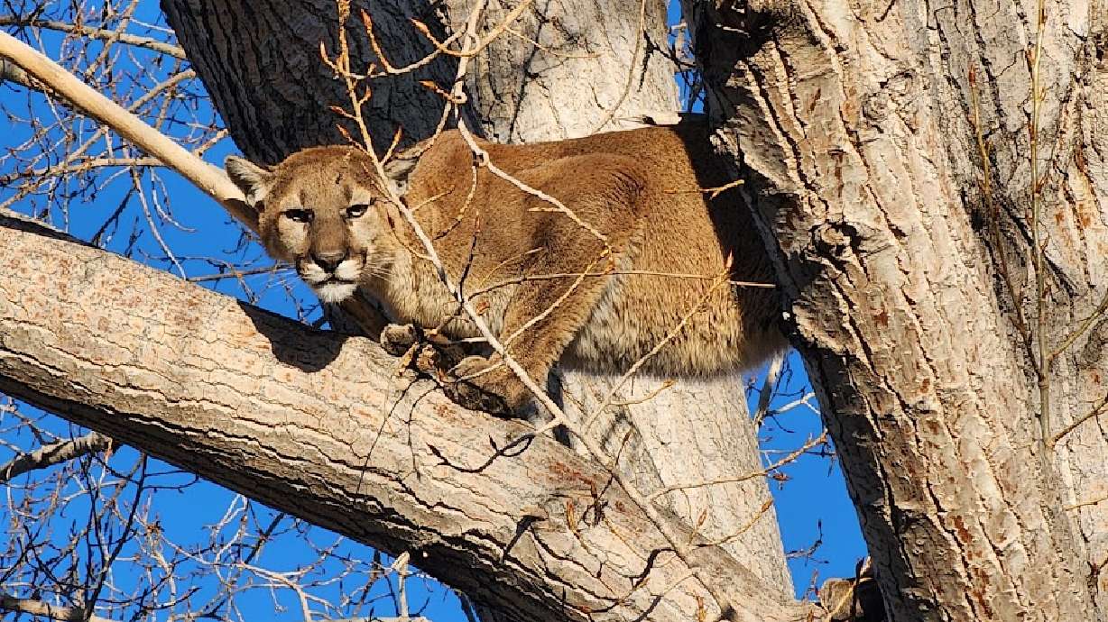 Pocatello police tranquilized a mountain lion that was found in a tree in a neighborhood, then caught the animal as it fell out of the tree before releasing it back into the wild.