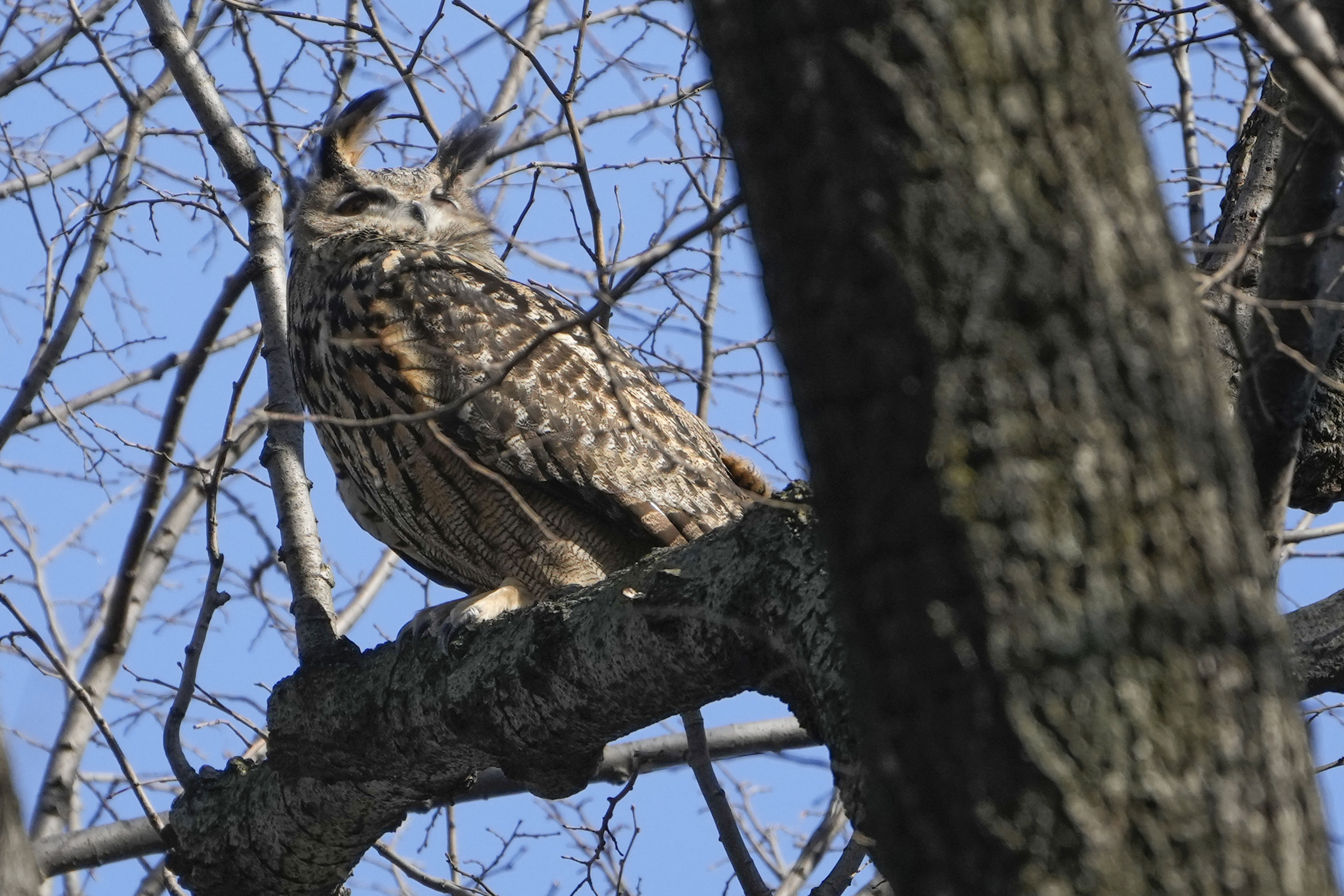 A Eurasian eagle-owl named Flaco sits in a tree in New York's Central Park, Feb. 6, 2023. Flaco, New York City’s widely-mourned celebrity owl, was suffering from a severe pigeon-borne illness and high levels of rat poison when he fatally crashed into a building last month, officials at the Bronx Zoo said March 25.