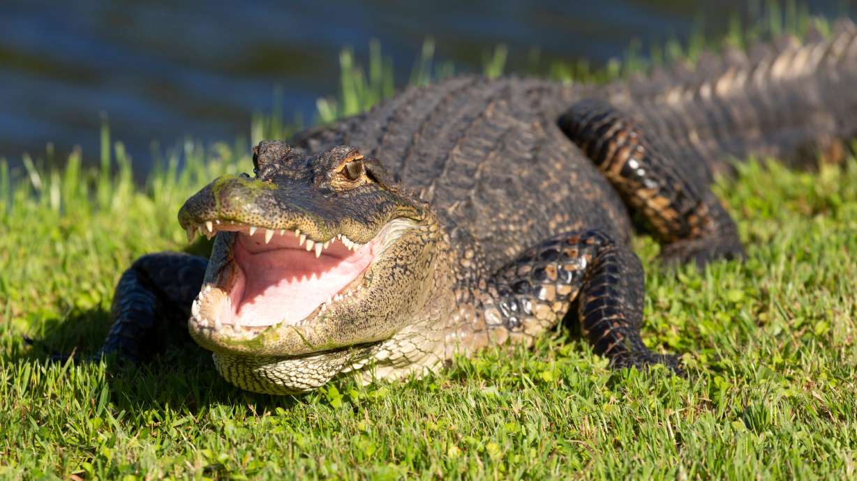 Out of air and pinned by an alligator to the bottom of the Cooper River in South Carolina, a diver decided his only chance to survive might be to lose his arm.