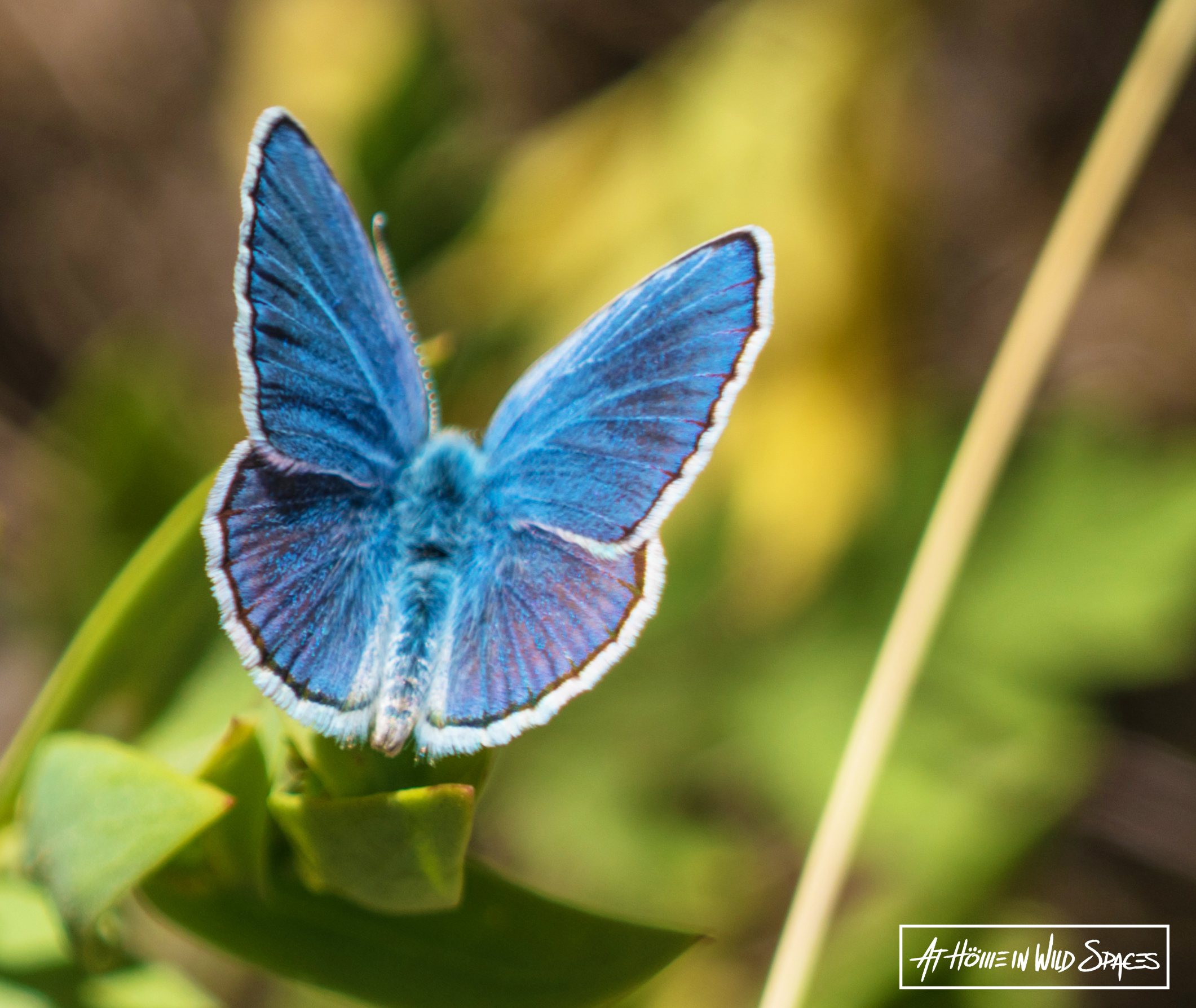 Making your home a sanctuary for Utah's little miracle workers
