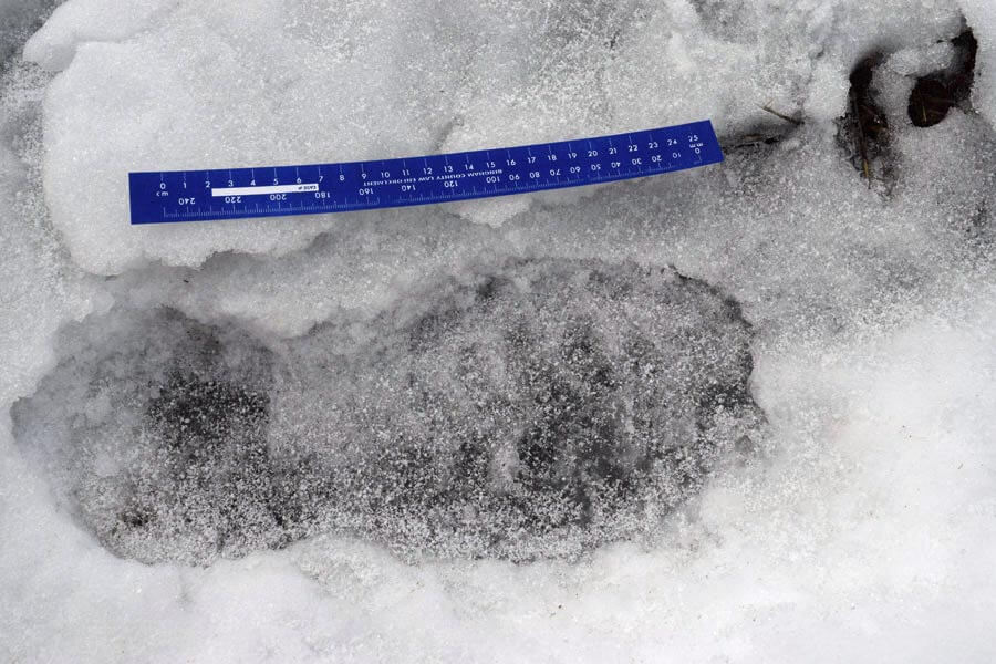 One of the many shoe prints that was found in the snow near Jenneiahn’s home March 13 in Bingham County, Idaho.