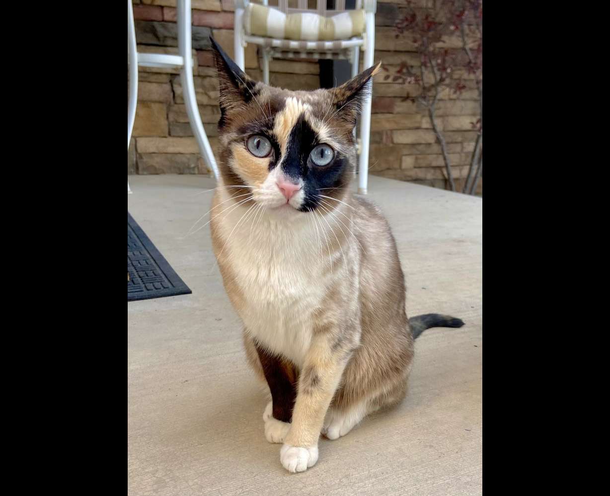 A couple of Utahns were reunited with their cat after they accidentally shipped it to California with an Amazon return.