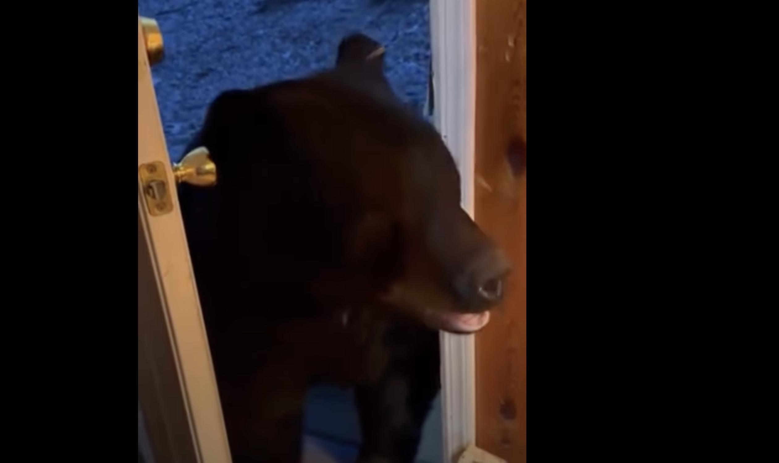 Some bears are more mannerly than others.