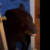 Have You Seen This? This bear is able to close doors on command