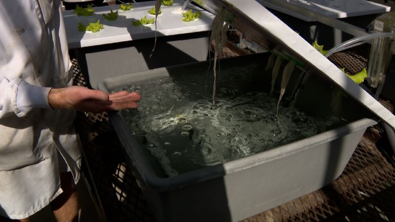 The researchers at Utah State University are using a nutrient solution to help the lettuce grow.