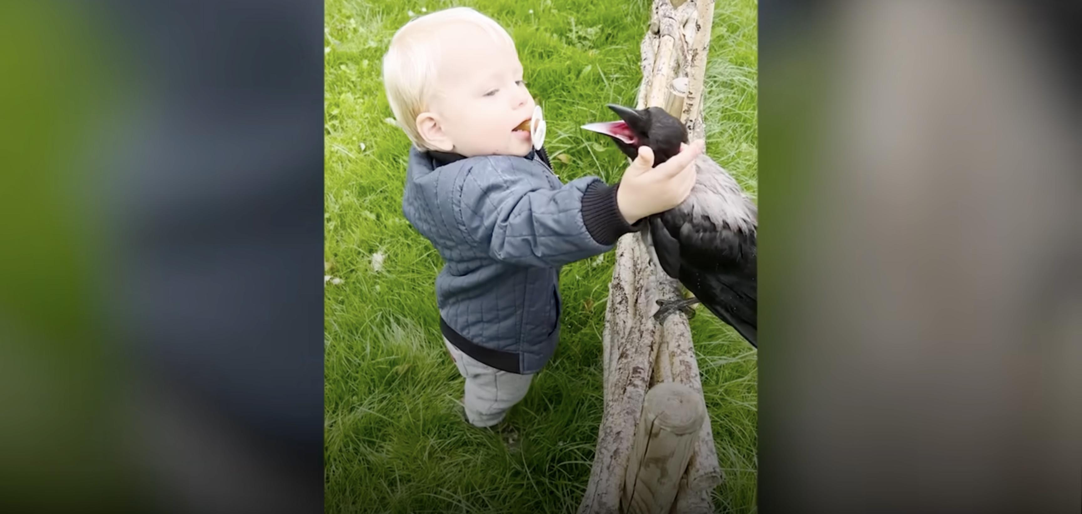 Russell the wild crow and Otto the 2-year-old boy have formed a special bond.
