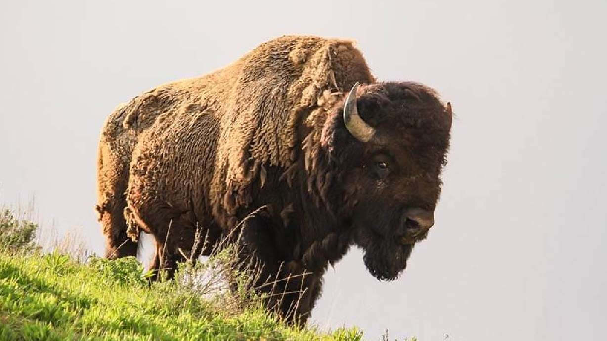 An Idaho Falls man got drunk, kicked a bison, got hurt and went to jail, Yellowstone Park officials said.