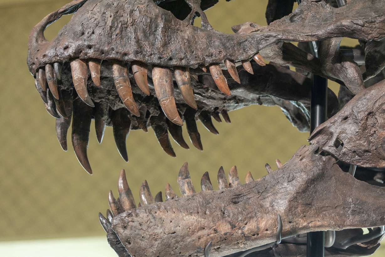 Ein 67 Millionen Jahre altes T.-Rex-Skelett wurde benannt "TRX-293 Trinity-Dinosaurier" Gesehen während einer Vorschau bei Kohler Auctions in Zürich, Schweiz, am 29. März 2023.