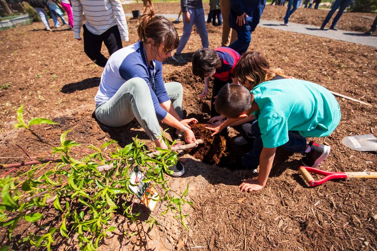 Parkview Elementary staff and students plant a tree at the new 9-Line Community Orchard in Salt Lake City on Tuesday.