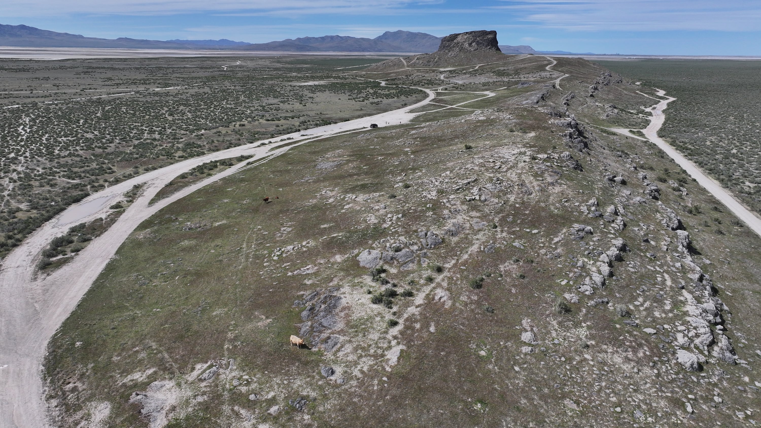 Cattle graze on public lands in Tooele County on April 19. Several Utah representatives introduced legislation last week to withdraw a proposed rule that a federal agency says would promote conservation.
