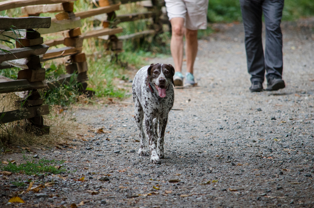 These dog breeds are some of the best for Utahns