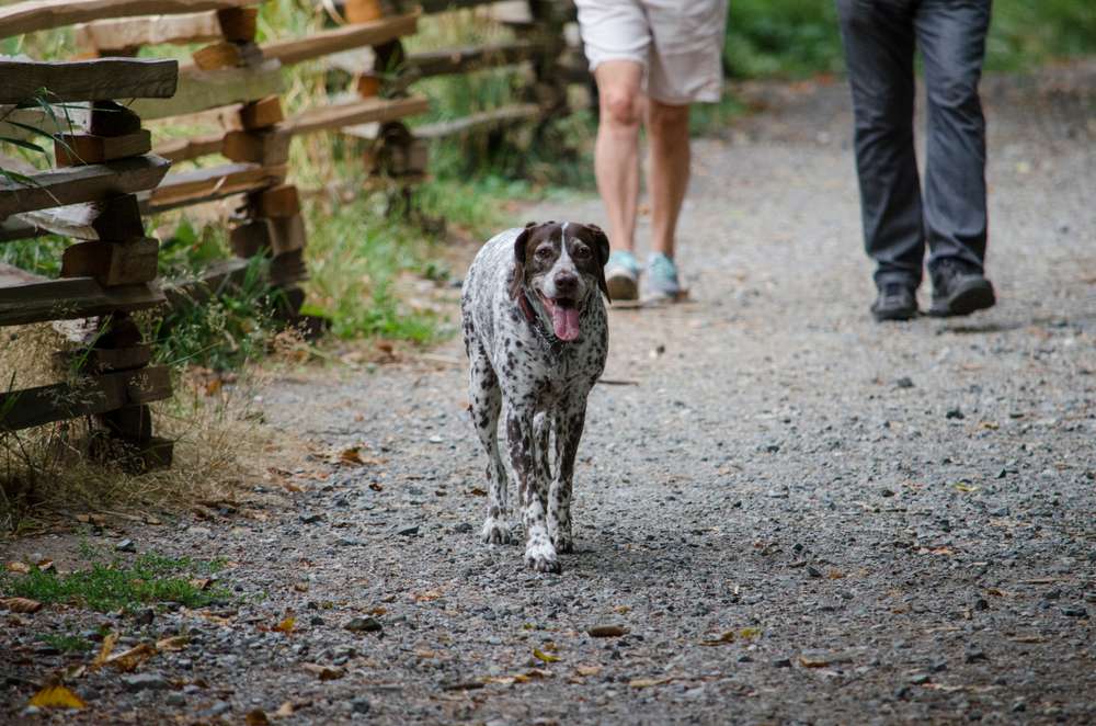 These dog breeds are some of the best for Utahns