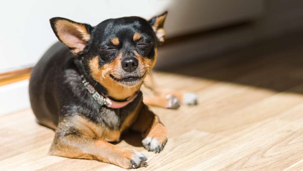 These dog breeds are some of the best for Utahns