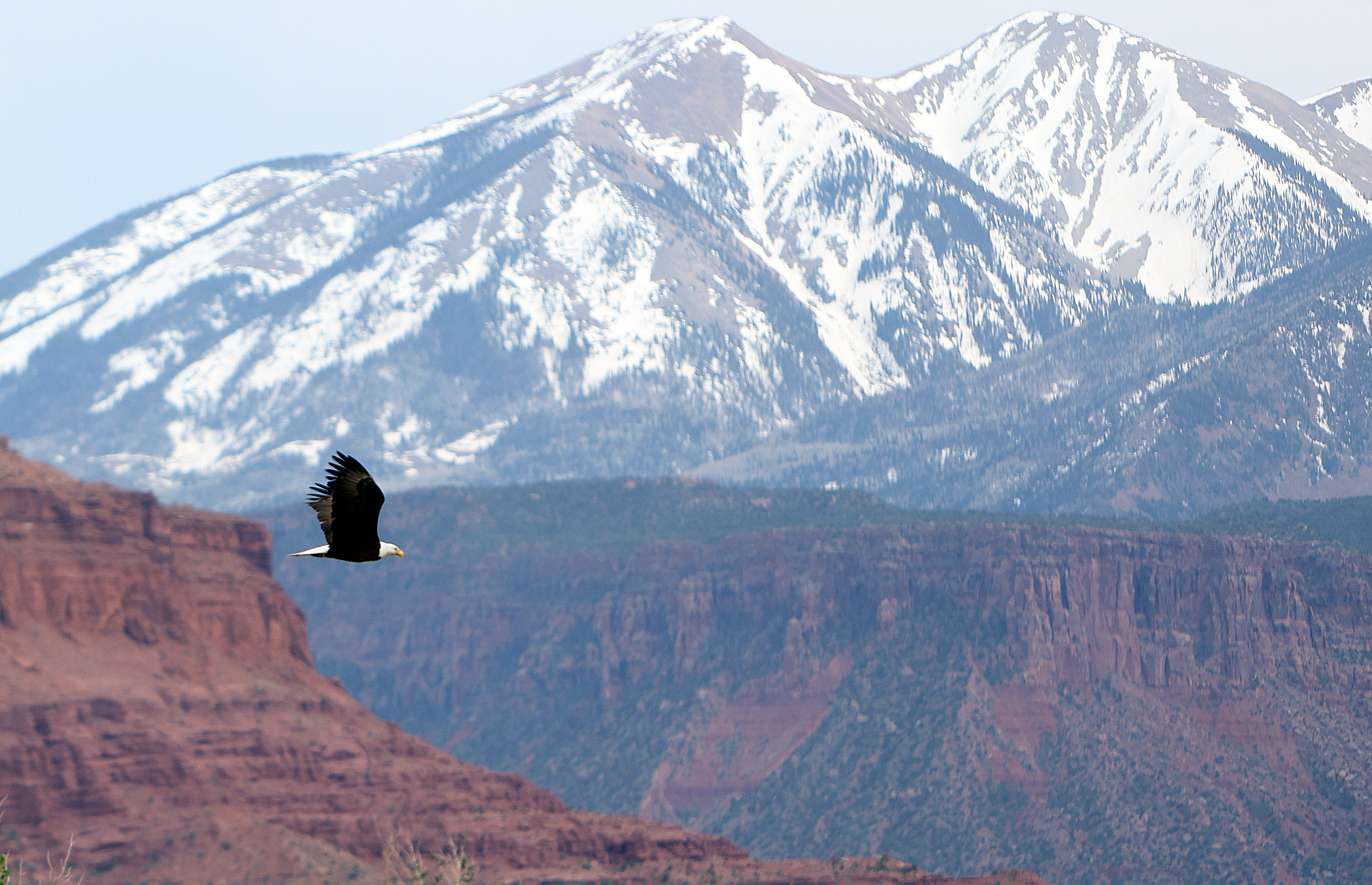 A bald eagle flys over the Colorado River Moab Daily in Grand County on Thursday.