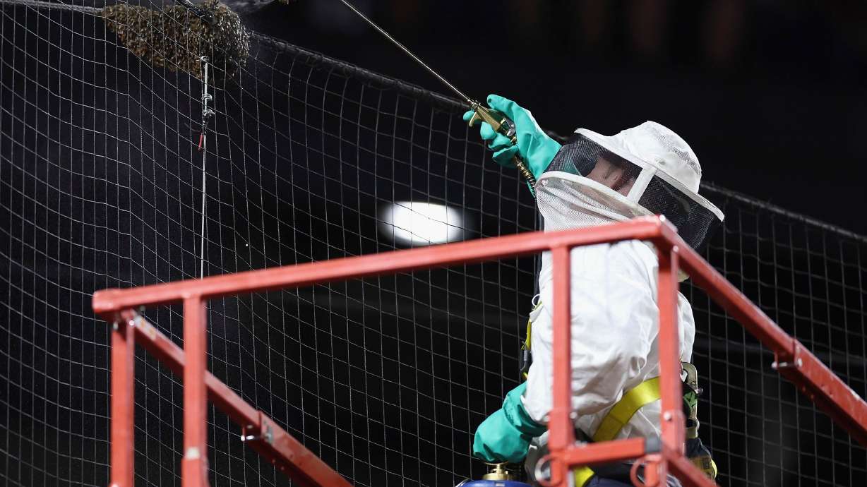 Beekeeper Matt Hilton removed a swarm of bees that formed on the net behind home plate Tuesday at Chase Field.