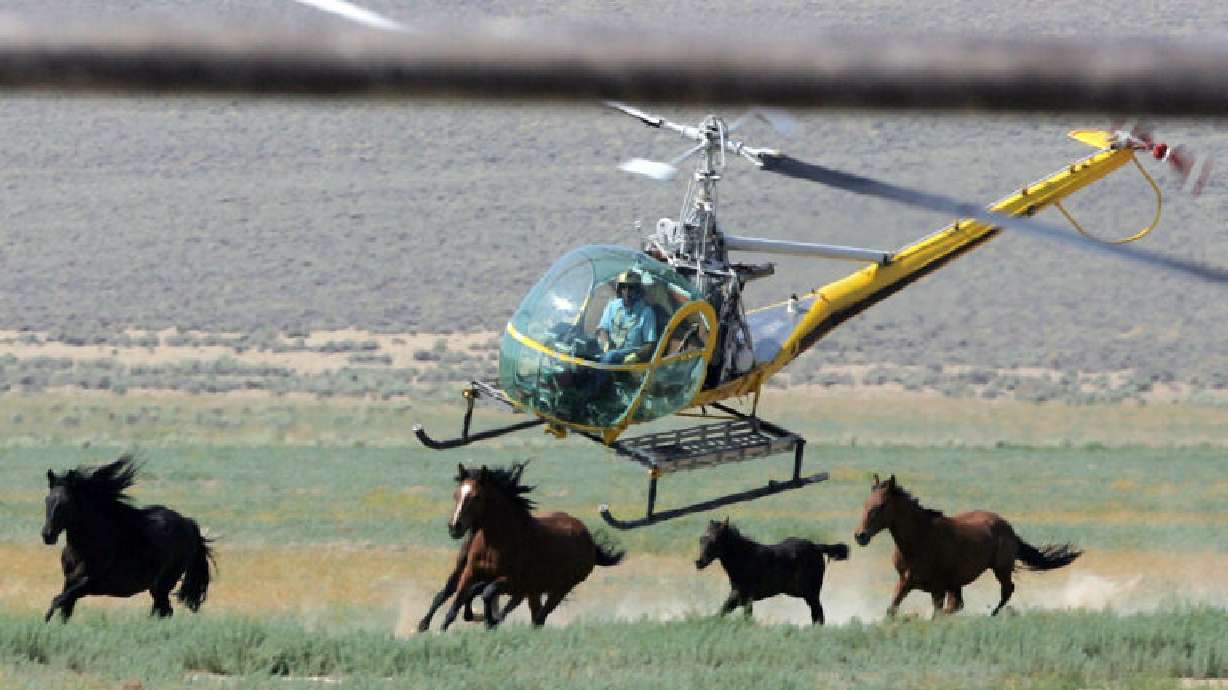 The U.S. government plans to capture more wild horses on federal lands this year.