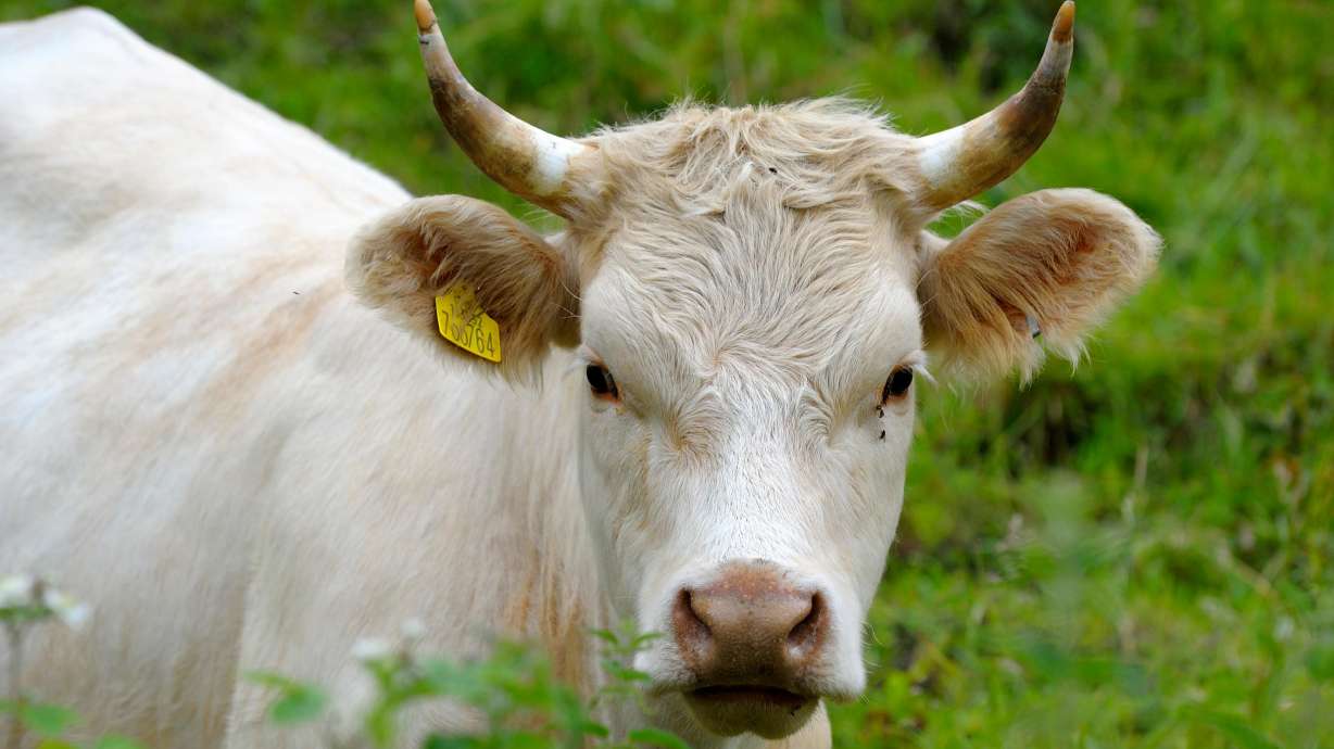 Southern Utah’s ranchers are grappling with frustration over a recent mandate that all sexually intact cattle and bison transported across state lines must bear electronically readable tags.