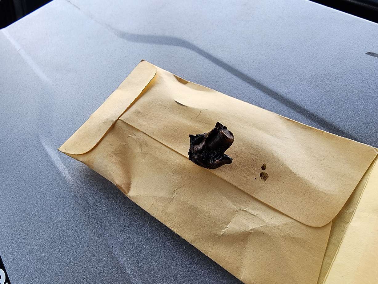 Bullet fragments found in animal carcasses can provide evidence in poaching cases when matched to a poacher's rifle.