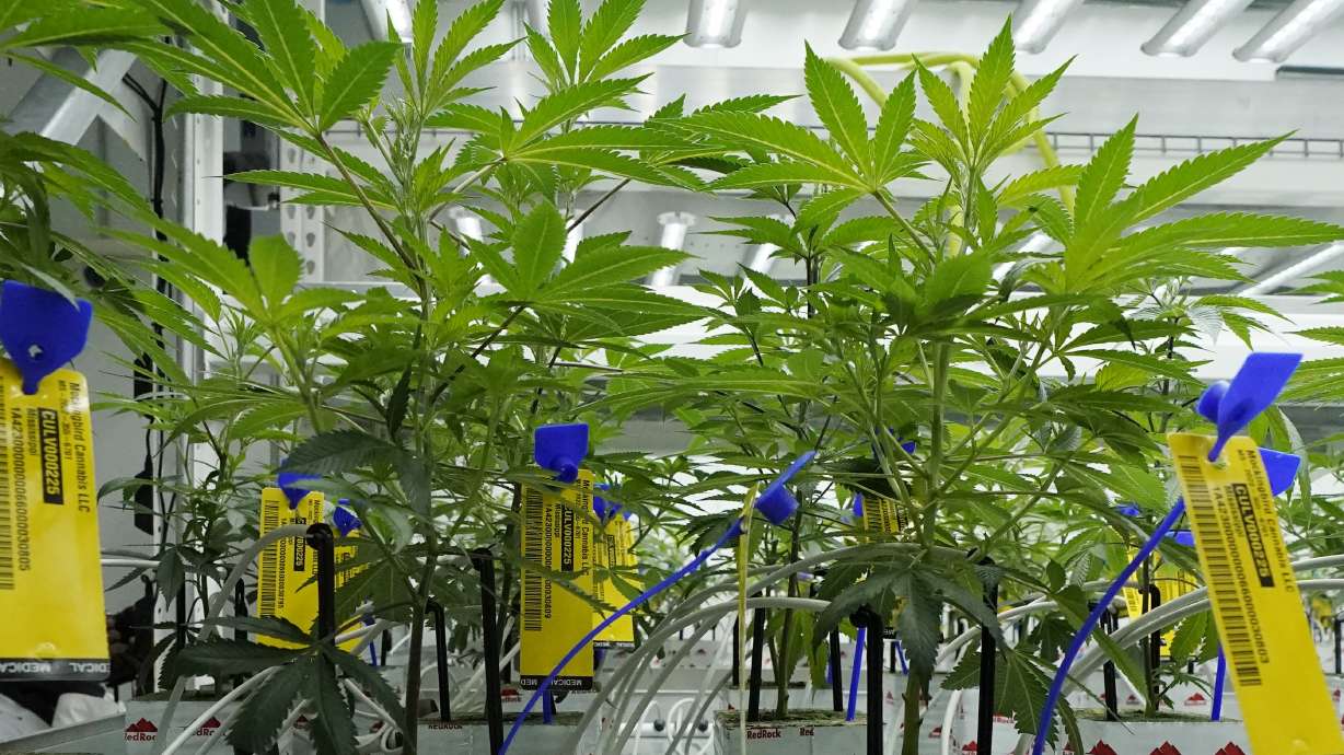 Young marijuana plants at Mockingbird Cannabis in Raymond, Miss., Friday, Jan. 20, 2023. A federal proposal to reclassify marijuana as a less dangerous drug has raised the hopes of some pot backers that more states will embrace cannabis.