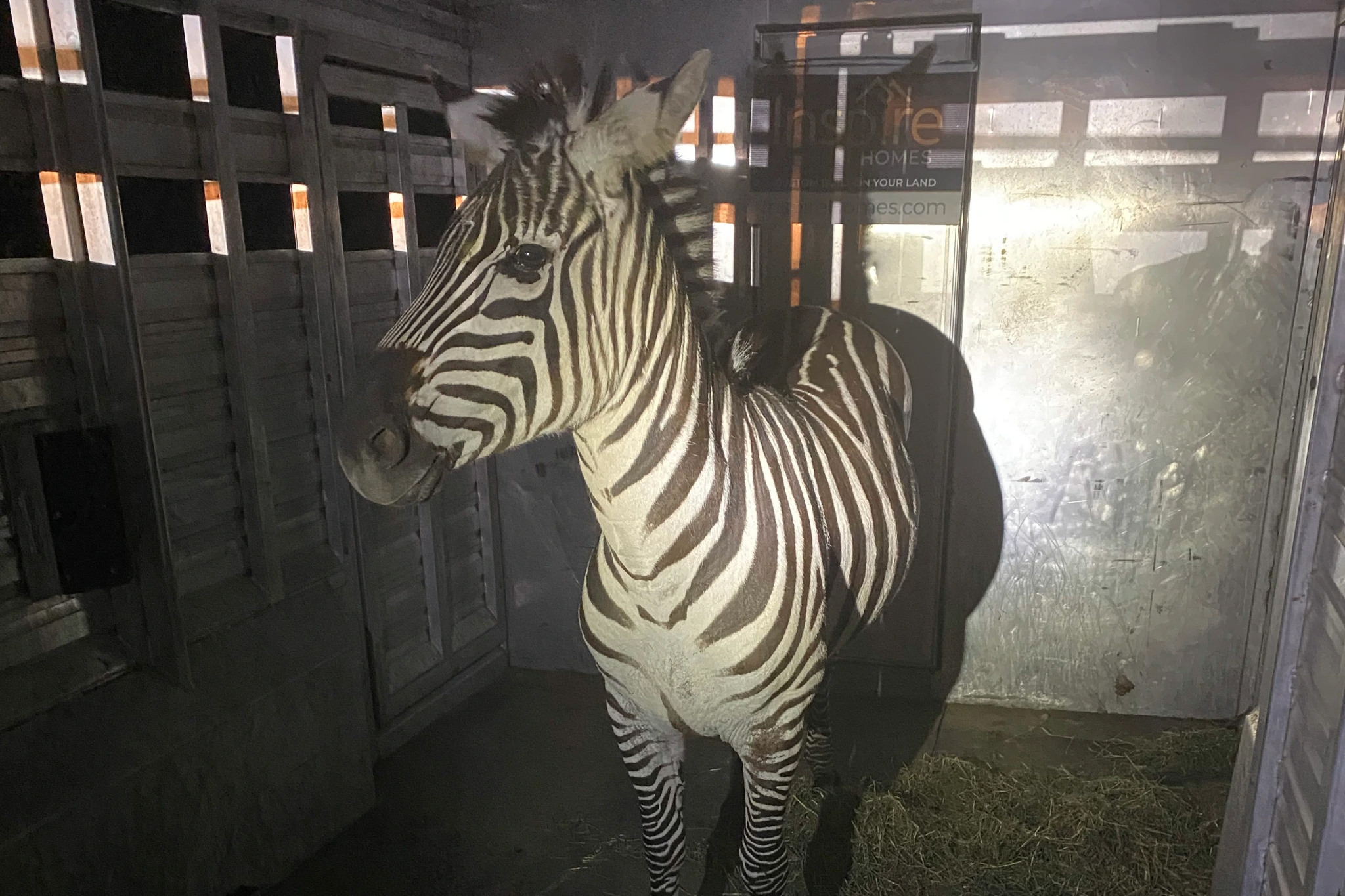 The zebra Shug in a trailer after it was captured Friday, in Riverbend, Wash., about 30 miles east of Seattle. The zebra was one of four that escaped as they were being transported from Washington to Montana last Sunday.