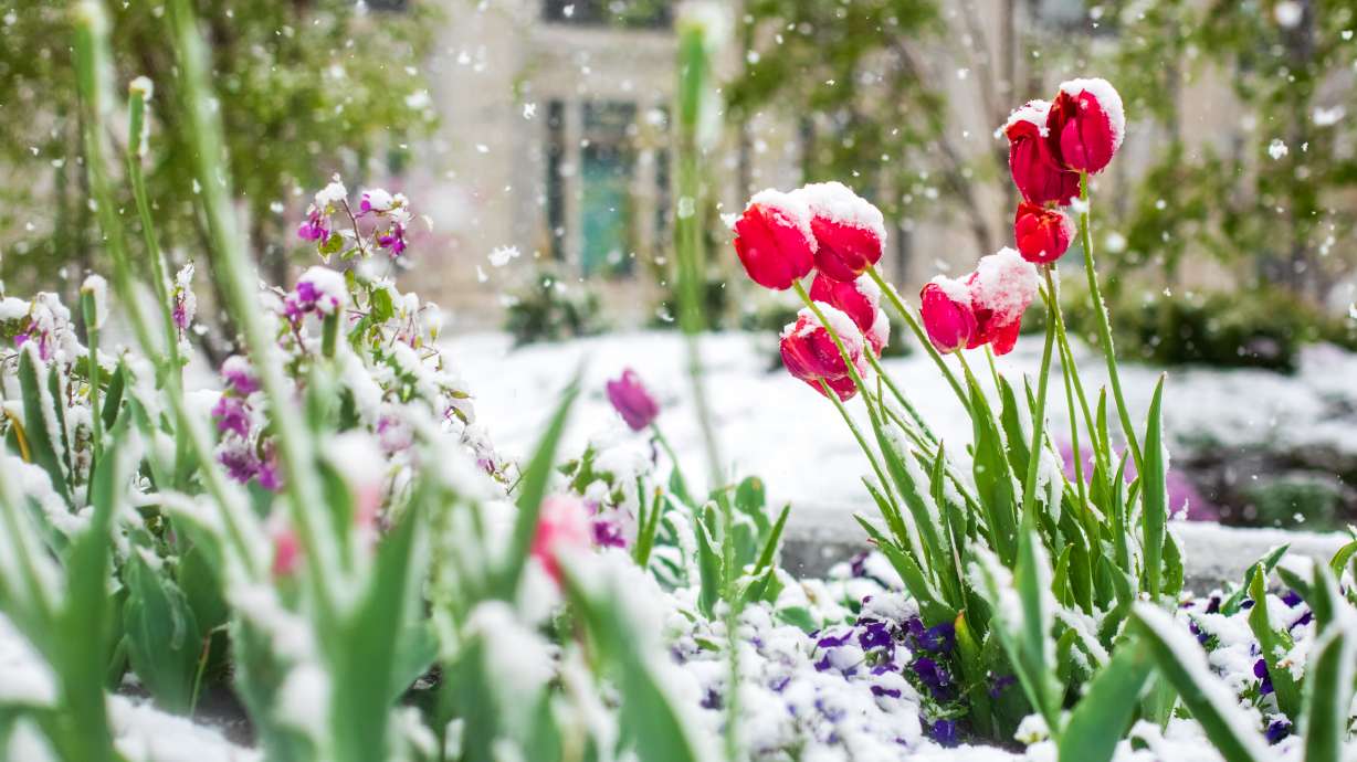 Snow begins to accumulate on the flowers at Temple Square in Salt Lake City on Sunday. A weather phenomenon more common in spring caused snow to fall in many Utah valleys this weekend.
