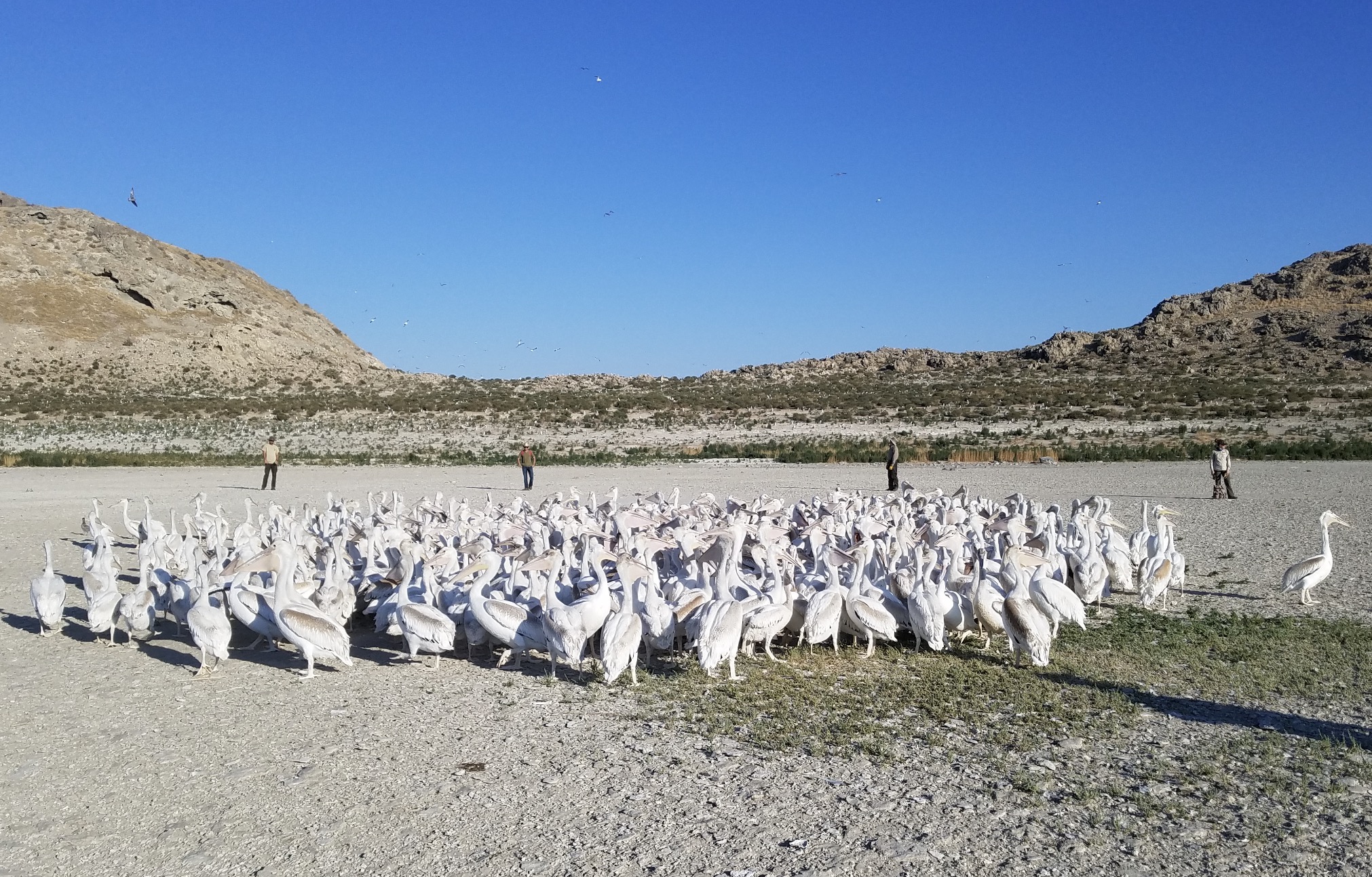 An undated photo of a pelican pod huddling around Gunnison Island. The island was once home to about 20,000 pelicans, but populations dwindled as the Great Salt Lake levels dropped.