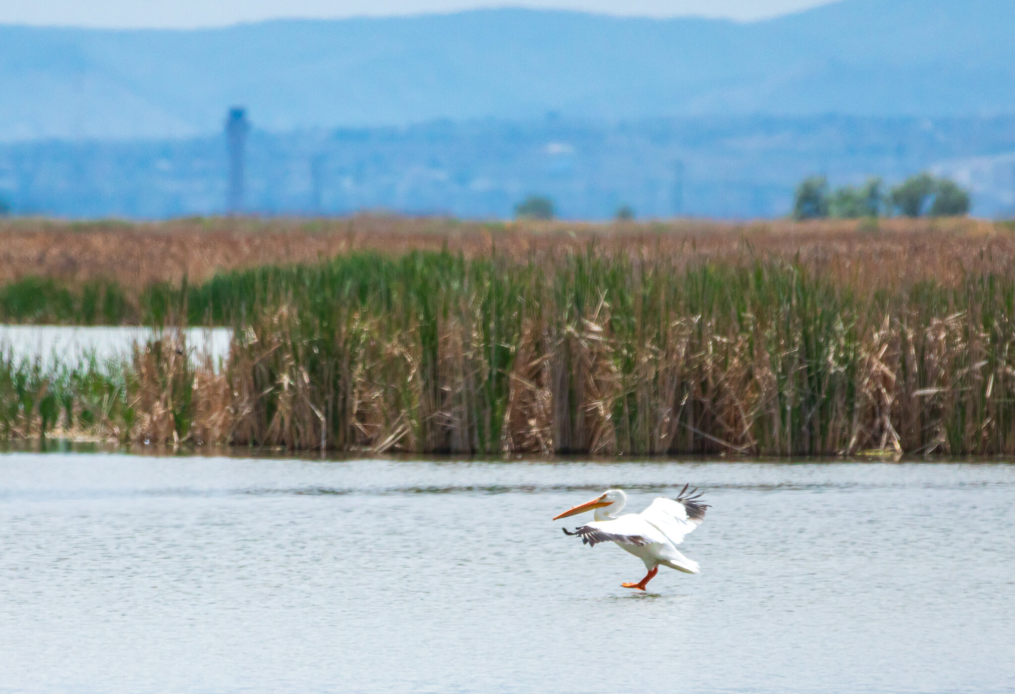 An American white pelican splashes down at Farmington Bay May 17, 2020. Over 1,000 pelicans are believed to be nesting at Hat Island, for the first time since 1943, state wildlife officials said on Monday.
