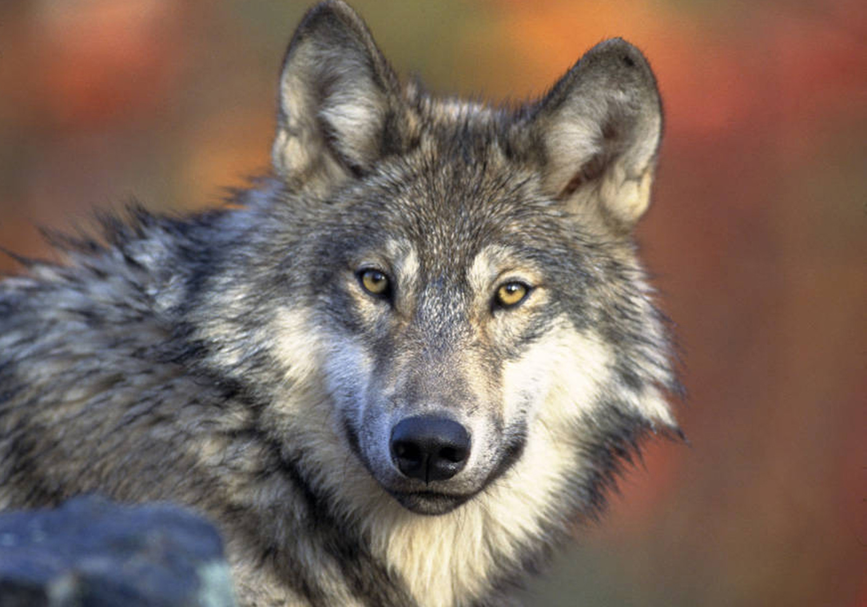 A gray wolf on April 18, 2008. The legal fate of gray wolves has become tumultuous in recent years.